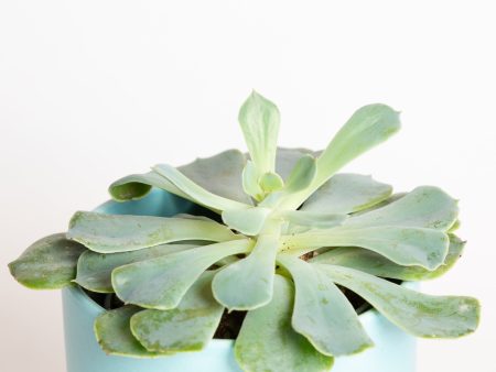 Succulent  Echeveria - Green Pearl  4  For Discount