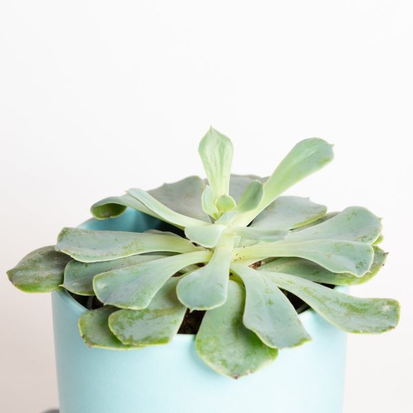 Succulent  Echeveria - Green Pearl  4  For Discount